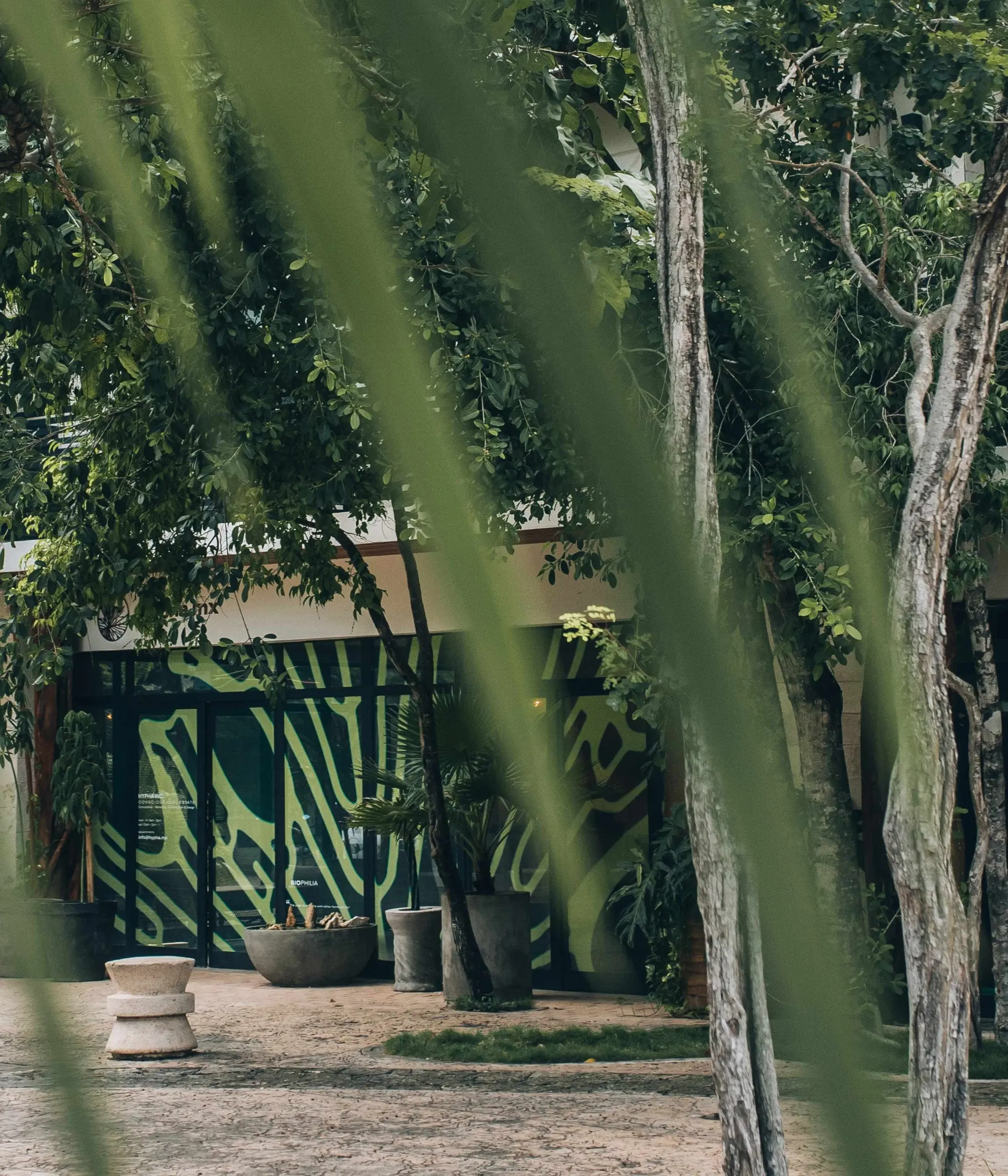 Hypha Inc. HQ — Raíz creativa en movimiento