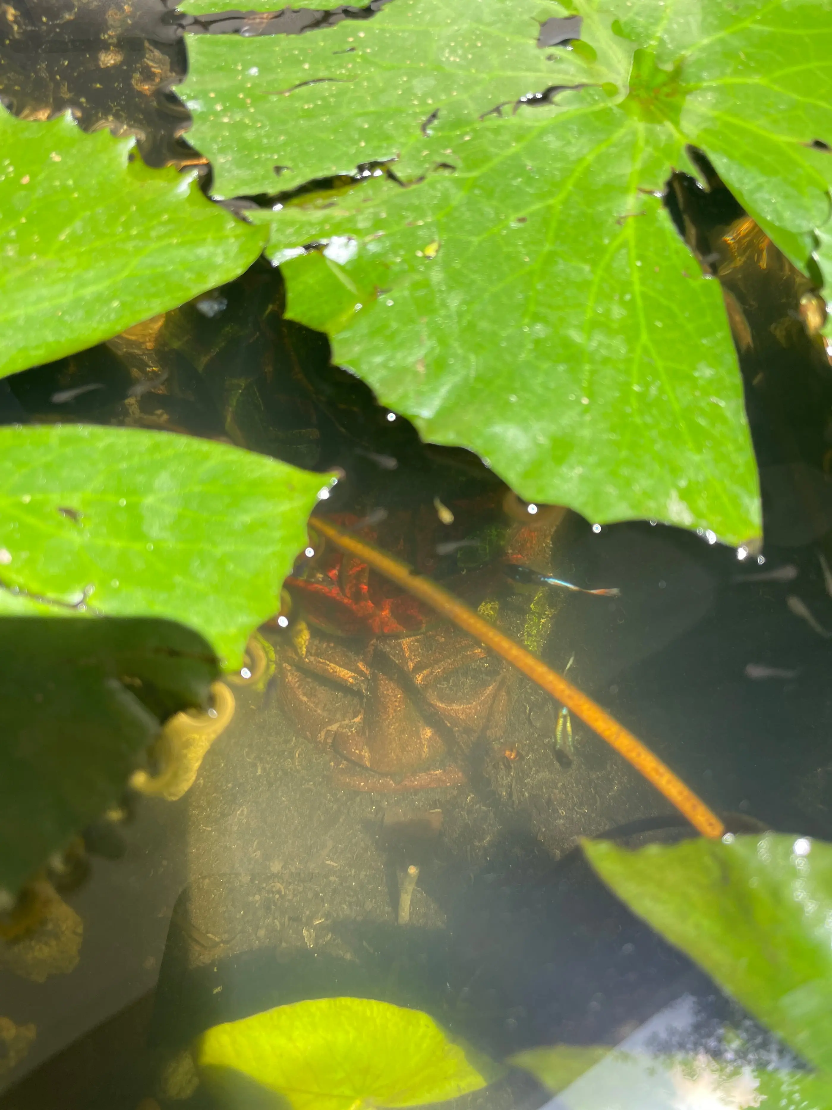 Hypha Inc. micro-ecosystem — 4