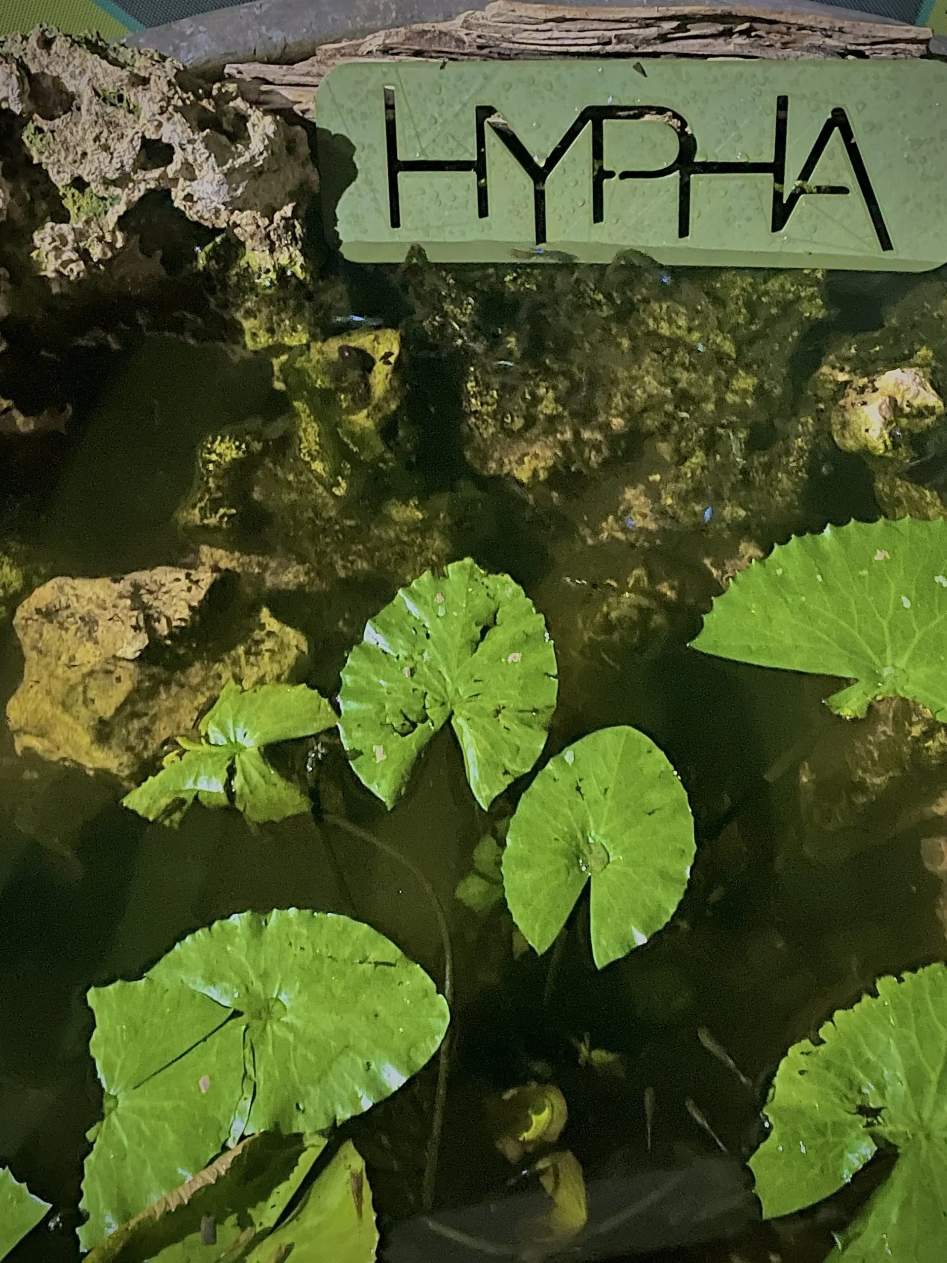 Hypha Inc. micro-ecosystem — 3