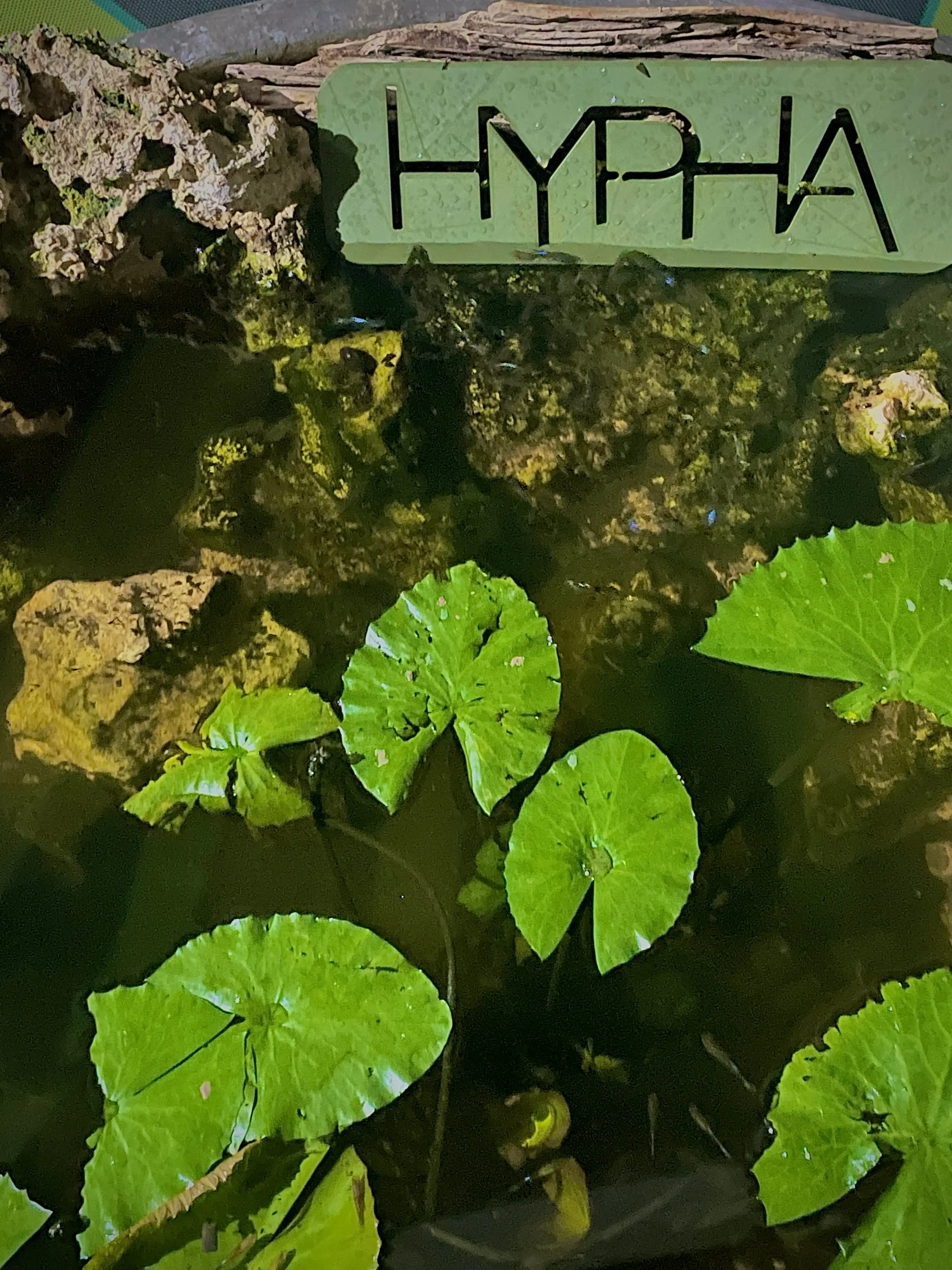 Hypha Inc. micro-ecosystem — 2