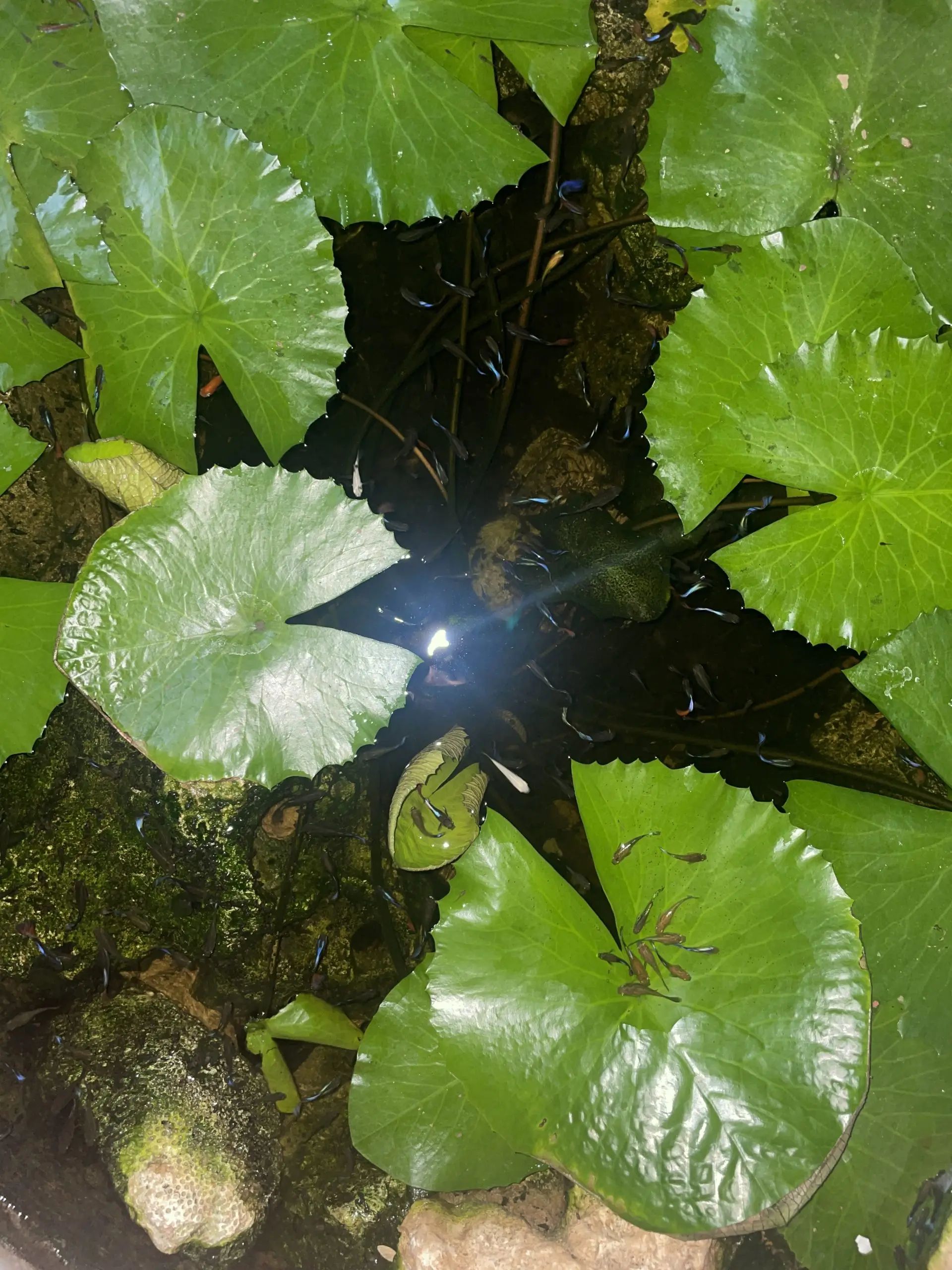 Hypha Inc. micro-ecosystem — 13