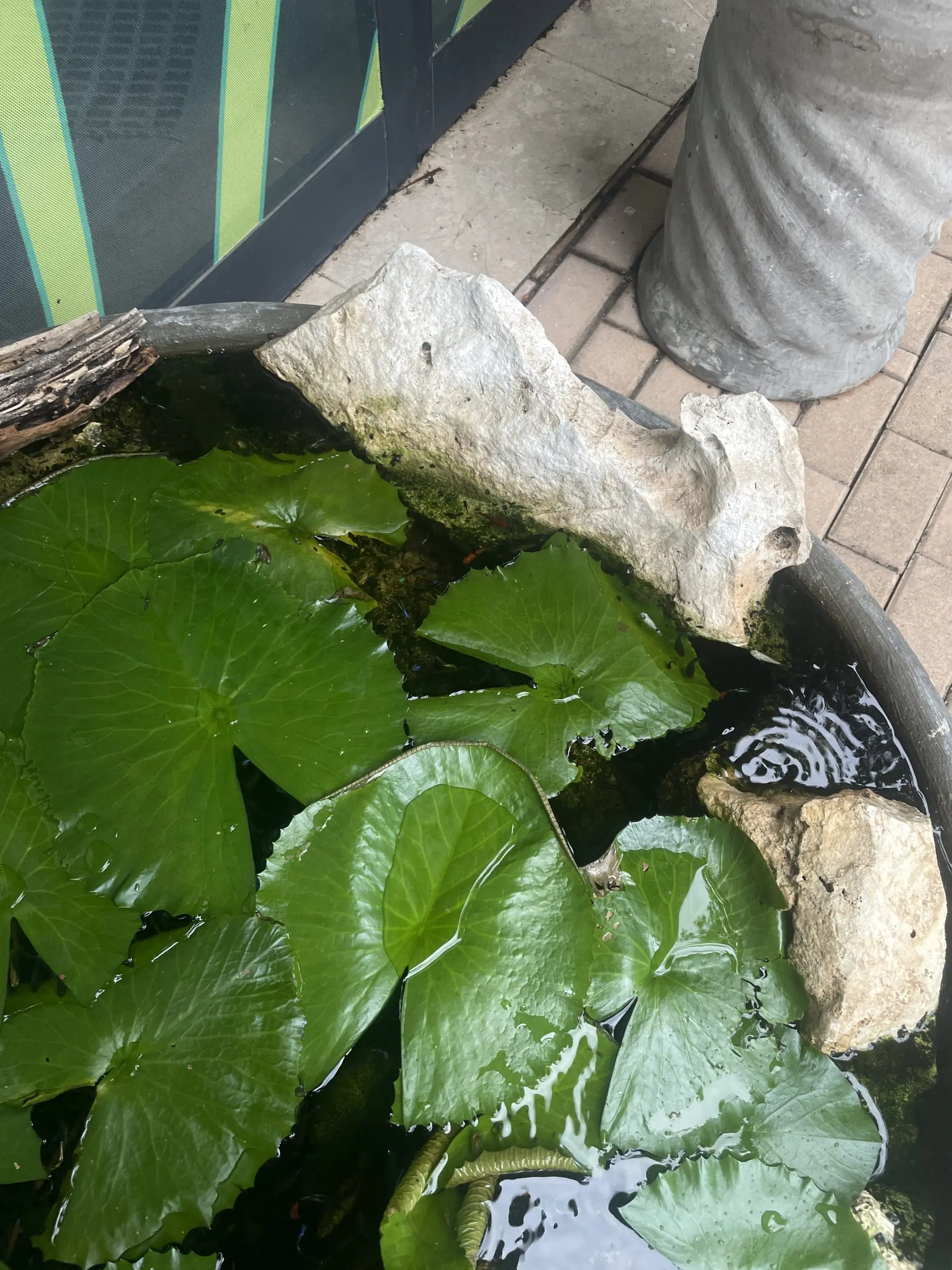 Hypha Inc. micro-ecosystem — 9