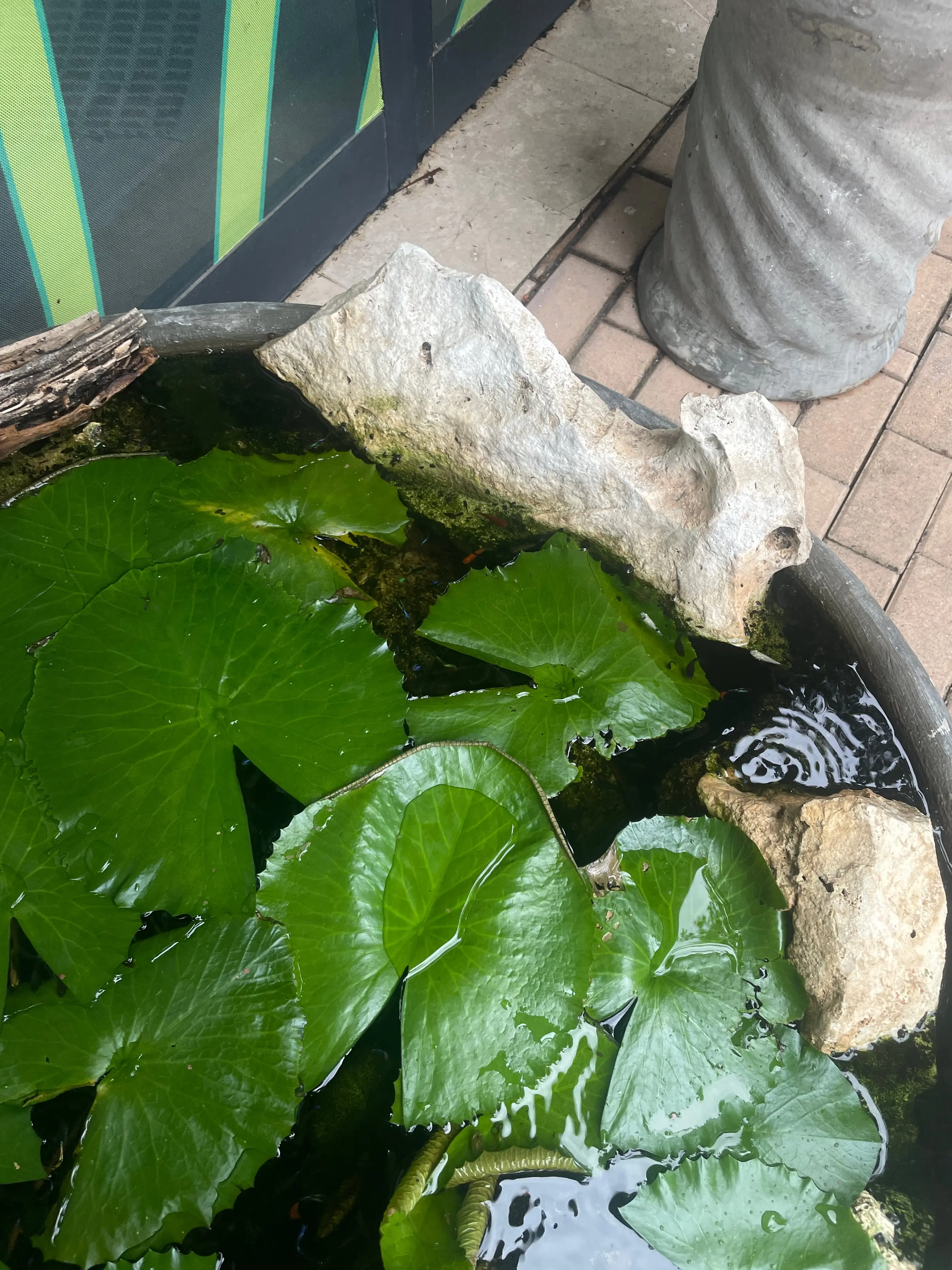 Hypha Inc. micro-ecosystem — 8