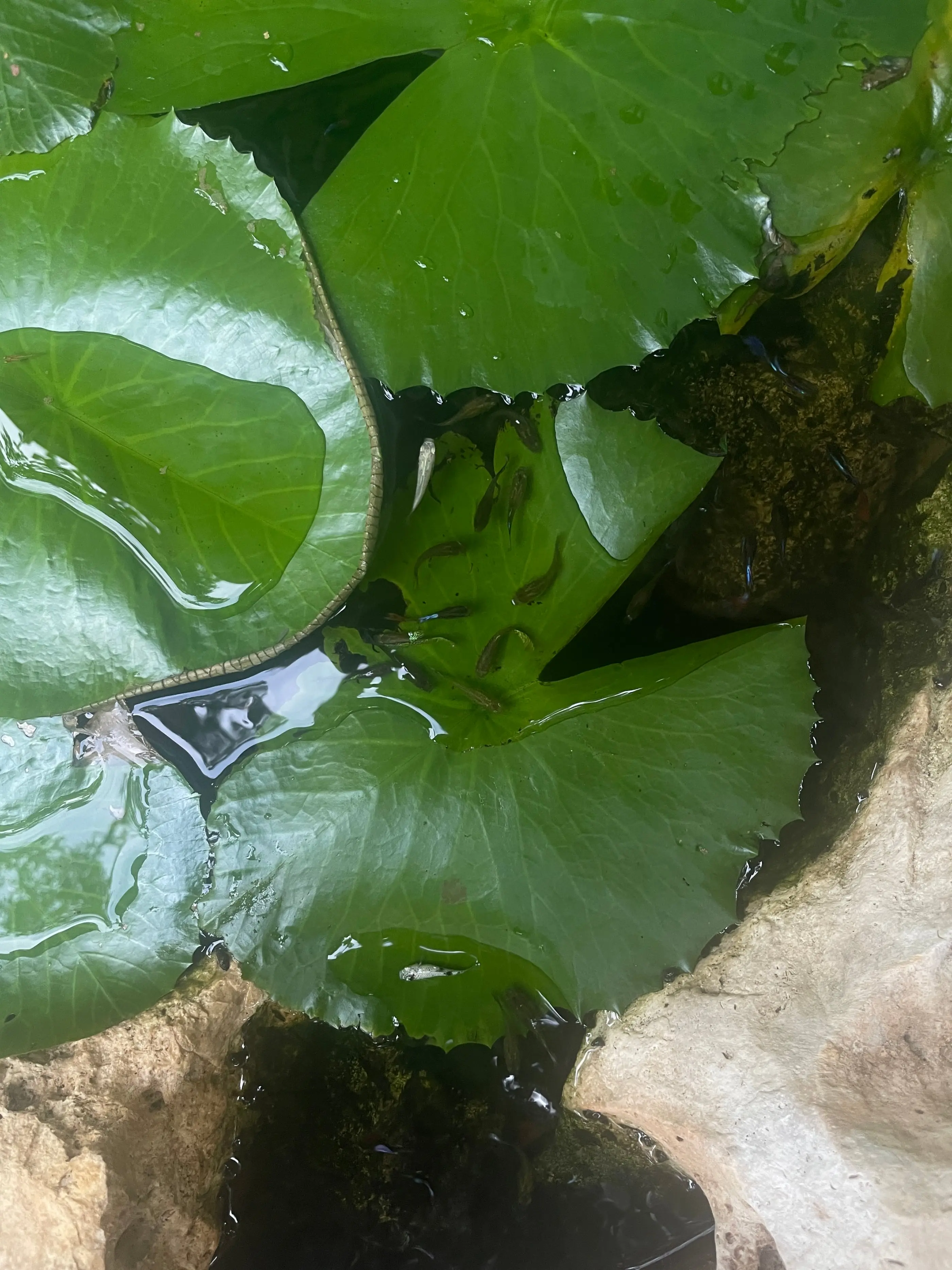 Hypha Inc. micro-ecosystem — 6