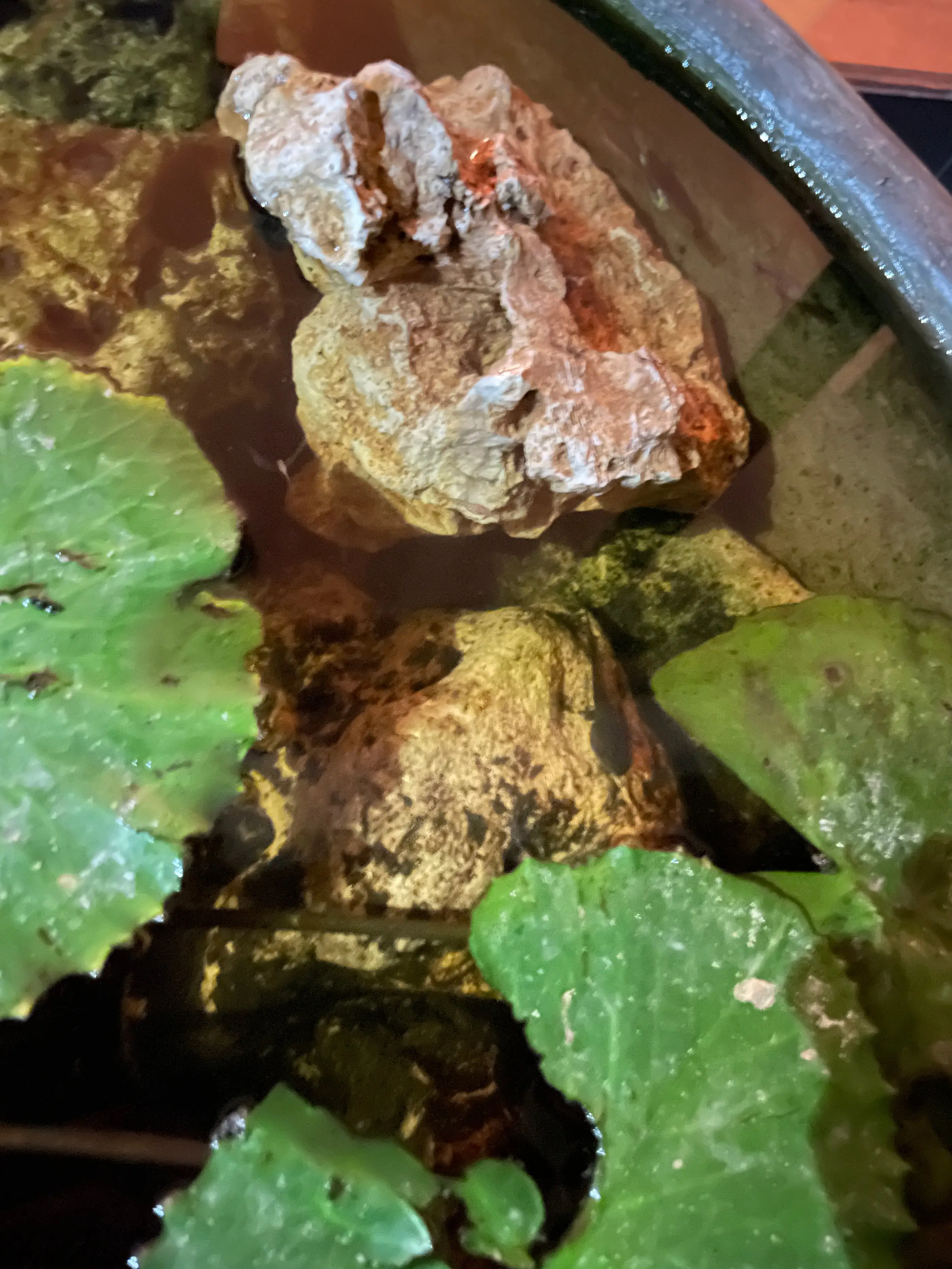 Hypha Inc. micro-ecosystem — 18