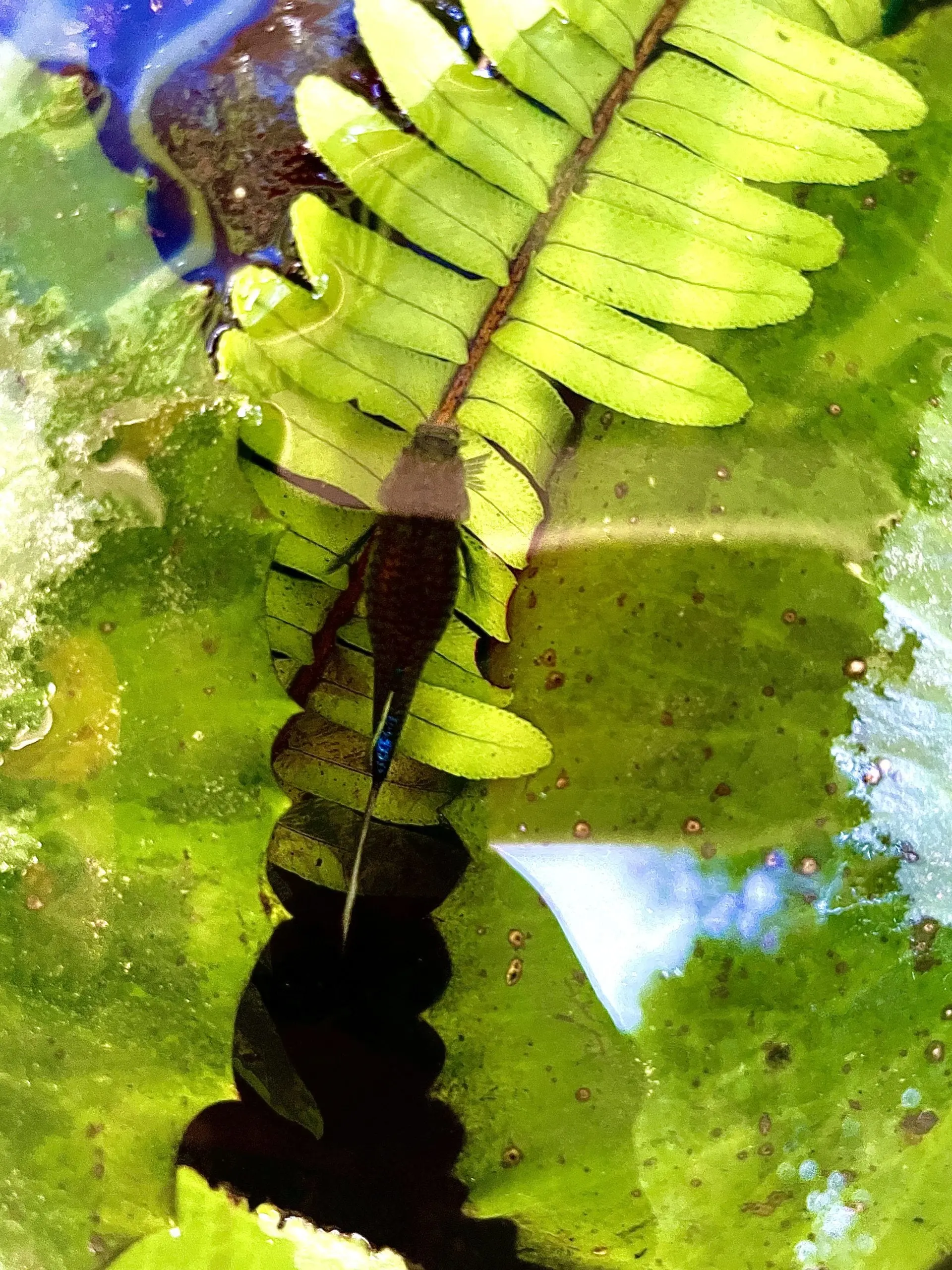 Hypha Inc. micro-ecosystem — 17