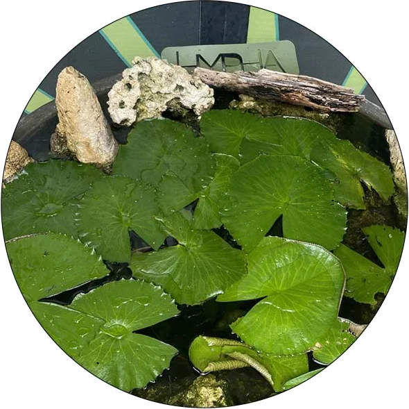 Hypha Inc. micro-ecosystem