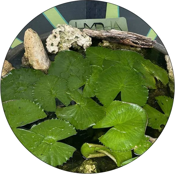 Hypha Inc. micro-ecosystem