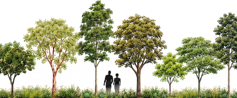 Elevation of the native species kept on the site, drawn to human scale