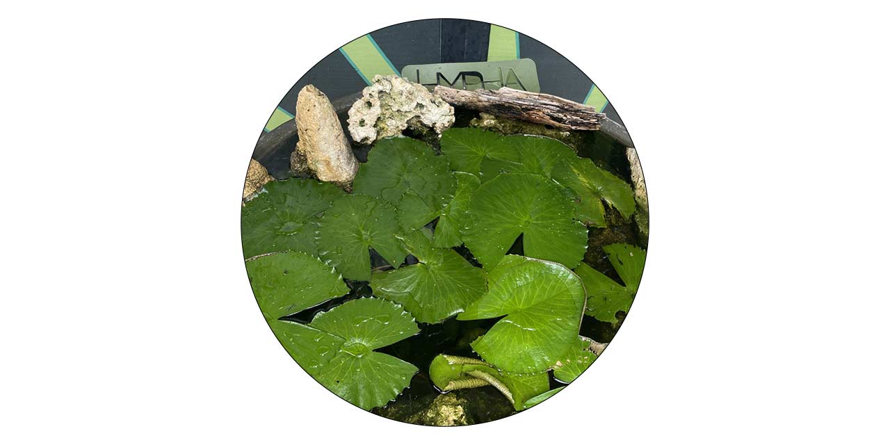 Hypha Inc. Micro-ecosystem